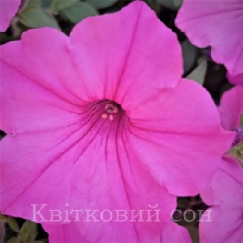 Vista Bubblgum3_300x3009